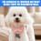 Dog Harness for Small Dogs No Pull Easy Walk Design with-L 7
