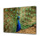 Αφίσα σε καμβά Peacock, διακόσμηση υπνοδωματίου, αθλητικό τοπίο, διακόσμηση 1