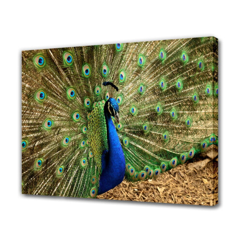 Αφίσα σε καμβά Peacock, διακόσμηση υπνοδωματίου, αθλητικό τοπίο, διακόσμηση