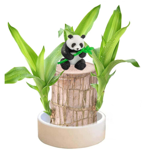 Βραζιλιάνικο ξύλο, εύκολο στην καλλιέργεια, εύκολο στη φροντίδα, υδροπονικό