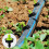 Drip Irrigation Dripper Flow Stabilizer 100 pcs 8