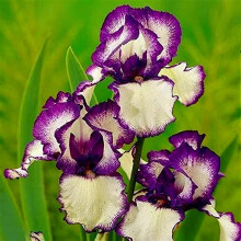 Bulbi di iris barbata - Pianta perenne facile da piantare, dal profumo gradevole, resistente al freddo e ideale per fiori recisi - Rizoma a doppia