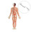 Schraapmassage Myofascial Release Tool Soft-Tissue Mobilization IASTM Tool 6