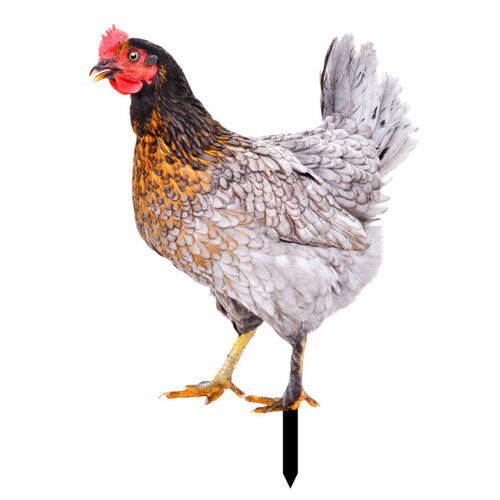 Decor de grădină cu cocoș acrilic, realist, dimensiuni multiple