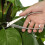 Coupe-branches concave en acier inoxydable pour bonsaï 3