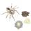 Pretend Play Insect Toy Educational 2