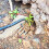 petite houe de jardin en acier pour ameublir le sol 5