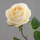 Rosas artificiais bege de 50 cm (19,7 polegadas) 2