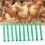 Adjustable Fadeless Poultry Leg Rings 100pk 17
