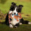 Plush Dog Chew Toy with Squeaker 9.84 Inch 5