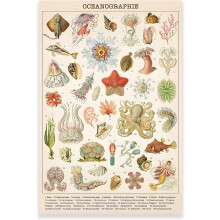 Affiche vintage océan méduses biologie marine 30 x 45 cm