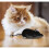 Souris télécommandée pour chat, jouet sans fil interactif 3