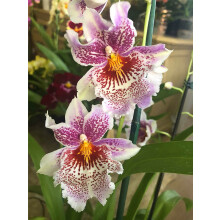 Cymbidium-Orchideen-Anzuchttöpfe für die Verwendung im Haus im Herbst oder Frühling