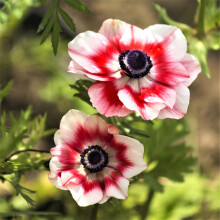 Anemonen, vaste planten, gemakkelijk te kweken in de buitentuin.