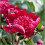 Κιτ καλλιέργειας Peony Surprise για εσωτερική ή εξωτερική χρήση 1
