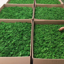 Moss Wall Decor Bulk Preserved Art