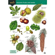Autumn fruits and seeds by Simon Norman Paperback Book