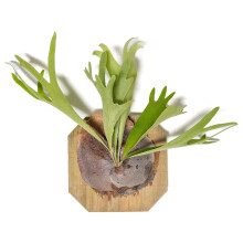 Staghorn Fern Planted on Cedar Plank - Platycerium