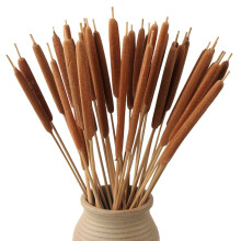 Cattails Nádúrtha Triomaithe 17 n-Orlach 20 Píosa