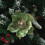 Glitter Magnolia Stem Floral Pick 1 Piece 6