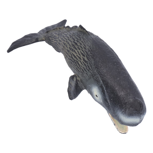 Simulated Marine Sperm Whale Model