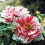 Pioenrozenbollen, vaste tuinplanten, 5-pack 3