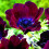 Anemone vaste tuinplant (1 stuk) 2