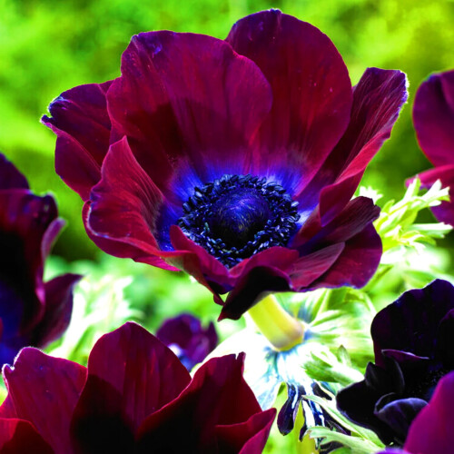 Anemone vaste tuinplant (1 stuk) 1