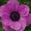Anemone vaste tuinplant (1 stuk) 3