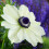 Anemone vaste tuinplant (1 stuk) 4