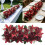 Artificial Rose Flower Arrangement For Dining Room-Red 3