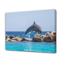 Palackorrú delfin vászonposzter20x30cm