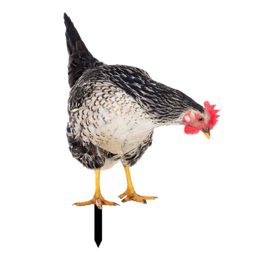 Άγαλμα Rooster Garden από Ακρυλικό Διπλής Όψης 12 ιντσών