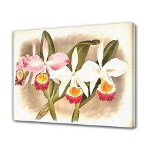 Poster en toile Orchidée Décoration de chambre 40 x 60 cm
