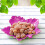 Candy-Colored Plastic Fruit Tray with Maple Leaf Design 2