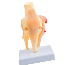 Educational PVC Knee Joint Structure Anatomy Model Anatomical