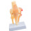 Educational PVC Knee Joint Structure Anatomy Model Anatomical 1
