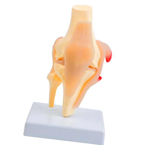Anatomisch Patella-kniegewrichtstructuurmodel voor onderwijs en