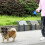 Living And Home 5m Retractable Dog Leash with Non-Slip Handle and LED Torch 4
