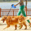 Living And Home 5m Retractable Dog Leash with Non-Slip Handle and LED Torch 5
