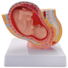 Human Pregnancy Fetal Development 9Th Month Embryonic Pelvic Model Fetus Foetus Pregnancy Anatomy of the Placenta Model