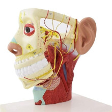 Anatomisch Model van Het Menselijk Hoofd en de Nek met Schedelbasis en 12 Paar Hersenzenuwen voor Medisch Onderzoek en Onderwijs