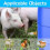 3pcs Automatic Pig Waterer System for Livestock - Stainless Steel Drinker with Brass Connector Kit 7