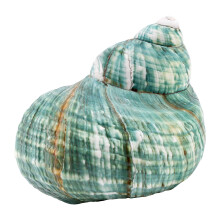 10CM Groene Turbo Natuurlijke Zeldzame Echte Zeeschelp Conch Prachtig Genezend Decor Oceaan 1 Stuks