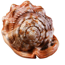 NatüRlicher Bullen Mund Helm Muschel Schale Korallen Meeres Schnecke Aquarium SchmüCken Ornament 1 StüCk