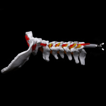 2X Cervical Vertebra Arteria Spine Spinal Nerves Anatomical Model Anatomy for Science Classroom Study Teaching Model