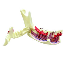 Openable Mandibular Demonstration Model Educational Mandible And