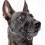 Adjustable Soft Nylon Dog Muzzle for Biting, Barking, Chewing Control, Large Size, Black Color 1