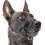 Dog Muzzle Nylon Soft Padding, Adjable Loop 1