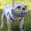(L, Grey) Dog Muzzle For Short Snout Dogs, Soft Silicone Muzzle For Biting Chewing, Ideal For Flat-faced Aggressive Dogs 1